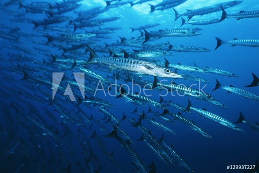 Bild på Large school of Barracuda fish